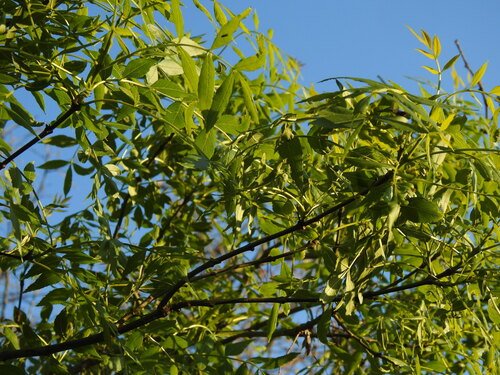 Fraxinus angustifolia