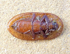 Cossyphus tauricus