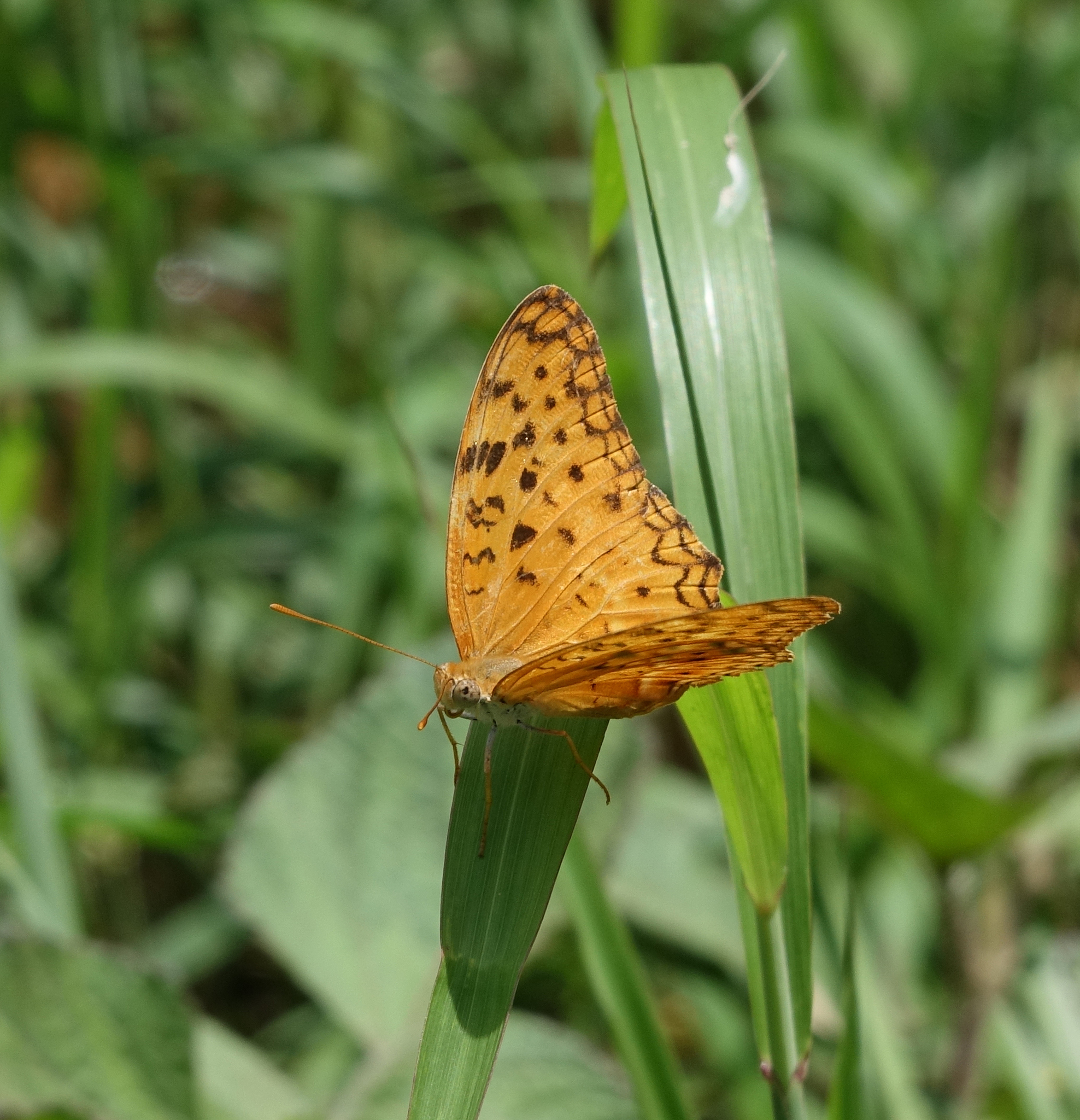 Common Leopard