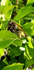 Polistes cinerascens