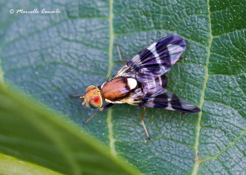 Walnut Husk Fly, photo 2 of 10