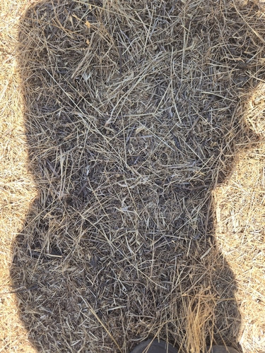 iNaturalist observation photo