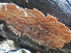 Phlebia rufa
