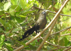 Phaenicophaeus viridirostris