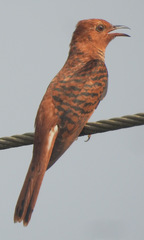 Cacomantis passerinus