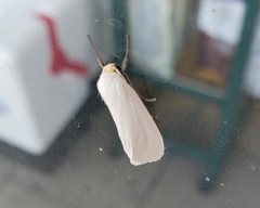 Pygarctia flavidorsalis