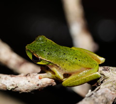 Ranoidea barringtonensis