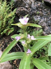 Tradescantia gentryi