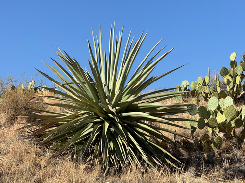 Agave palmeri