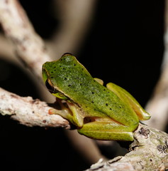 Ranoidea barringtonensis