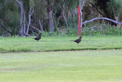 Turdus merula cabrerae