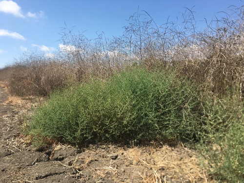 iNaturalist observation photo of Russian Thistles