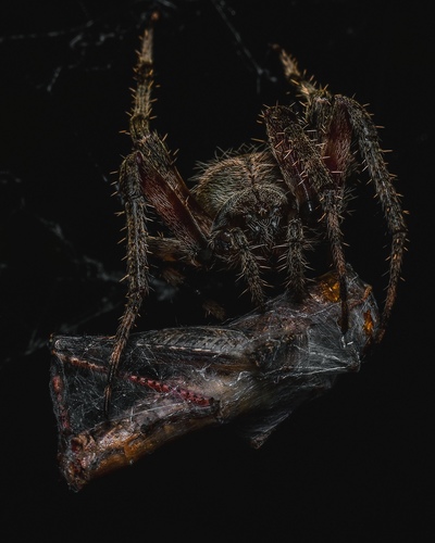 Spotted Orbweaver, Ermandus Dr, Honea Path, SC, US, photo 6 of 10