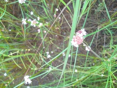 Spermacoce filifolia