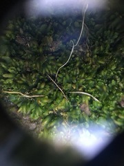 Notothylas orbicularis