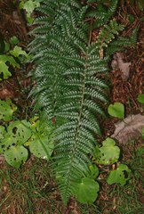 Polystichum wawranum