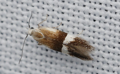 Aproaerema polychromella