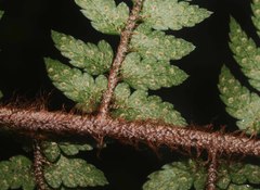 Polystichum wawranum