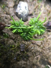 Anthoceros agrestis