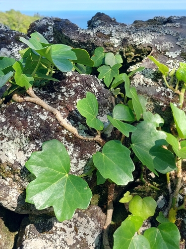 Hedera azorica (Hedera azorica)