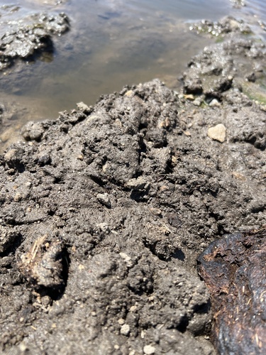 iNaturalist observation photo of California Toad