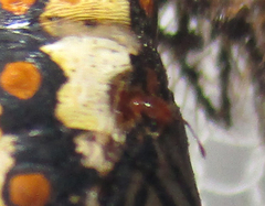 Acraea anemosa