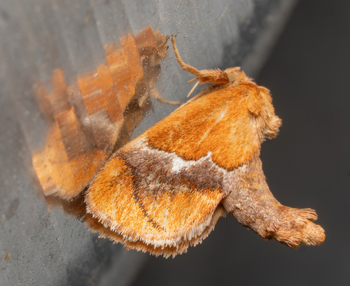 Banded Leafroller Moth