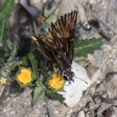 Common Streaky-Skipper photo 6
