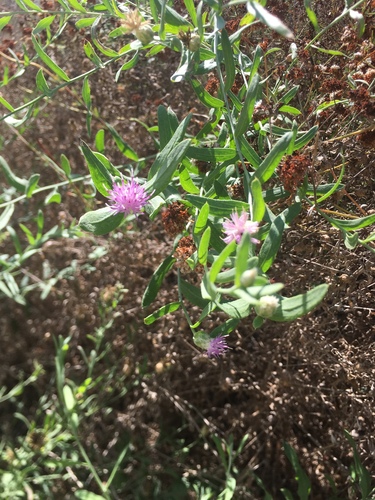 iNaturalist observation photo of Russian knapweed