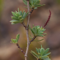 Cliffortia carinata