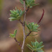 Cliffortia carinata - Photo (c) Carina Lochner, algunos derechos reservados (CC BY-NC), subido por Carina Lochner