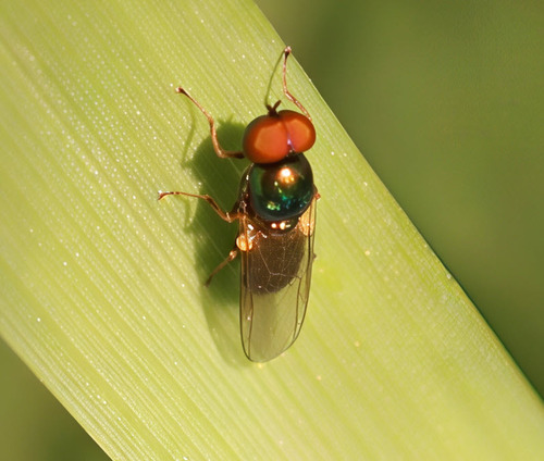 Unknown species found near Carbon County, MT, USA