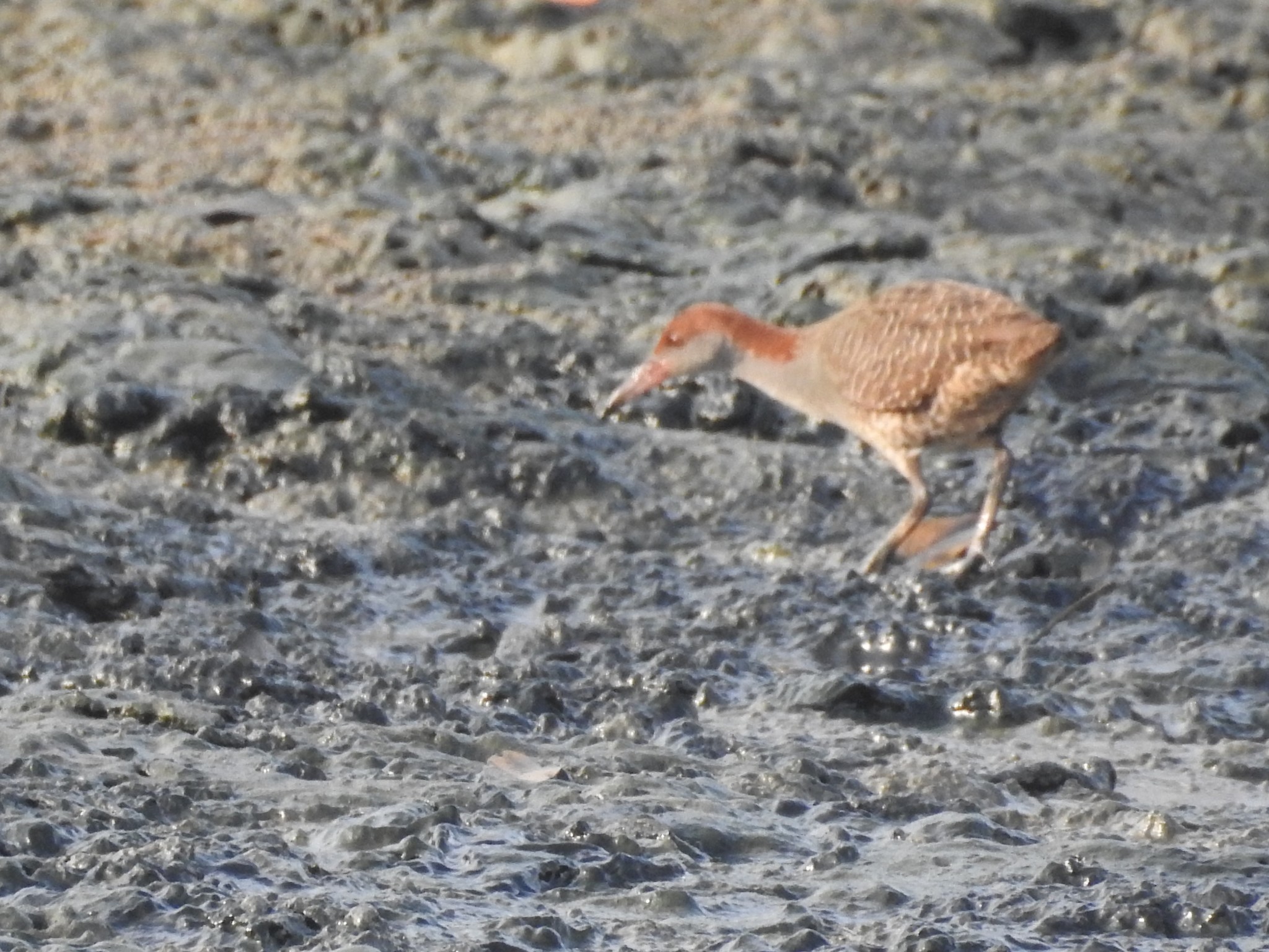 Slaty-breasted Rail