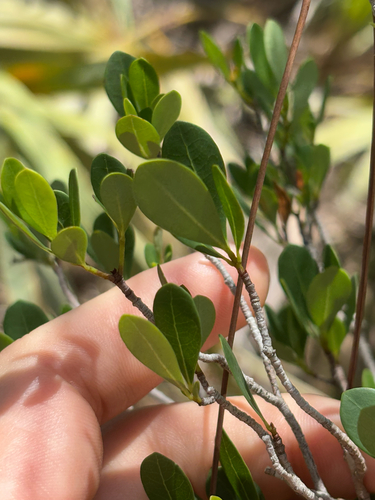 Long Key locustberry (Byrsonima lucida)