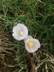 Crocus kotschyanus