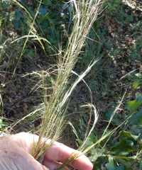 Aristida lanosa