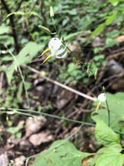 Echeandia ramosissima