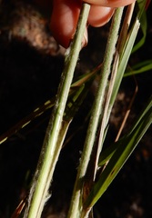 Aristida lanosa