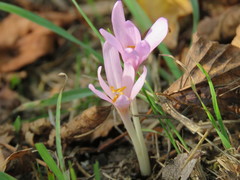 Colchicum umbrosum