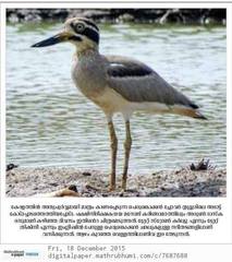 Esacus recurvirostris