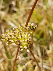 Ligusticum porteri
