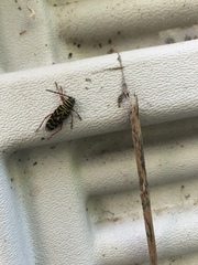 Megacyllene robiniae