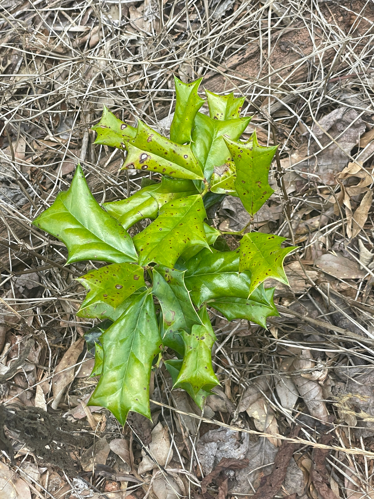 Ilex cornuta