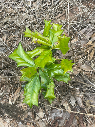 Chinese holly (Ilex cornuta)