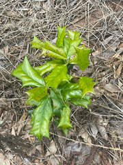Ilex cornuta