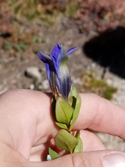 Gentiana calycosa
