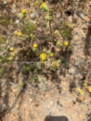 Centromadia parryi australis