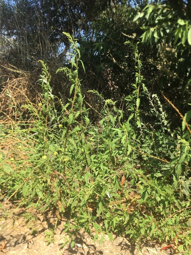 iNaturalist observation photo of Amaranth family