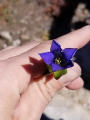 Gentiana calycosa