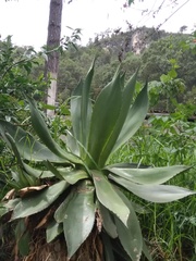 Agave chiapensis